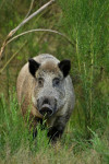 Keiler, (Sus scrofa), Veluwe