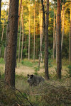 Keiler (Sus scrofa) in de laatste avondzon, Veluwe