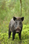 Wild zwijn (Sus scrofa)  tussen de bosbessen, Veluwe