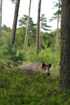 Keiler (Sus scrofa), Veluwe