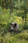 Keiler (Sus scrofa), Veluwe