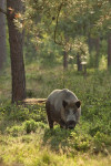 Wild Zwijn, Veluwe 2010