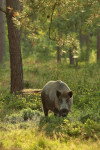 Keiler (Sus scrofa) met zwaaiende staart, Veluwe