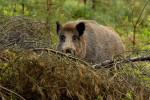 Grote keiler (Sus scrofa) in kreupelhout, Veluwe
