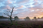 Elspeterheide 2010