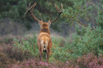 Edelhert in de regen, Hoge Veluwe 2010