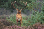 Ongelijke 20-ender (Cervus elaphus) in  regen, Hoge Veluwe