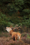 Burlen in de regen, Hoge Veluwe