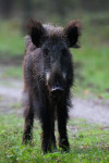 Overloper, een jarig zwijn (Sus scrofa), Veluwe