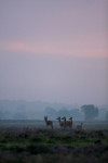 Kleine roedel edelherten, Veluwe
