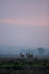 Spitser, drie hindes en een jong op de heide, Veluwe
