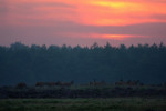 Stille terugtocht, Veluwe