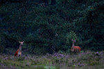 Twee hindes (Cervus elaphus) bij de jeneverbessen, Veluwe