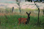 Reegeit (Capreolus capreolus), Stakenberg