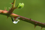 Braam (Rubus)