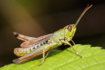Krasser (Chorthippus parallelus), Emst