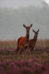 Allerte hindes (Cervus elaphus), Veluwe