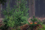 Reegeit (Capreolus capreolus), Speuld