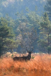 10-Ender (Cervus elaphus), Veluwe