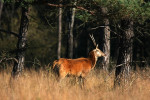 Spitser (Cervus elaphus) in het zonlicht, Veluwe