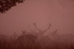 Roedel in de mist, Veluwe