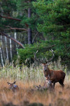 14-Ender met hindes (Cervus elaphus), Veluwe