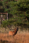 Burlen, Veluwe