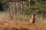 14-Ender met liggende hinde (Cervus elaphus), Veluwe