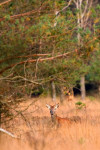 Hert (Cervus elaphus) met onderontwikkeld gewei, Veluwe