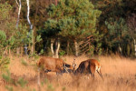 Gevecht, Veluwe