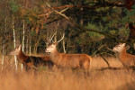 Drie herten (Cervus elaphus) op stap, Veluwe