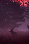 10-Ender (Cervus elaphus) voor zonsopkomst, Veluwe