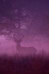 10-Ender (Cervus elaphus) in de ochtendnevel, Veluwe