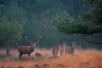 10-Ender met drie hindes (Cervus elaphus), Veluwe