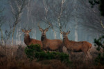 Drie herten (Cervus elaphus) in de heide , Veluwe