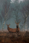Twee schichtige herten (Cervus elaphus), Veluwe