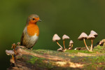 Roodborst in de herfst, Ermelo 2008