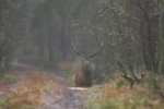 10-Ender (Cervus elaphus) op zandpad, Veluwe