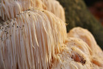 Pruikzwam (Hericium erinaceus) RL BE, Leuvenum