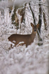 Reegeit (Capreolus capreolus), Leuvenum