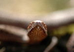 Aanvalshouding adder (Vipera berus) RL KW, Veluwe