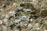 Adder tussen heide, Veluwe