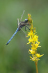 Beekoeverlibel man(Orthetrum coerulescens) RL KW, Staverden
