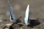 Boomblauwtjes (Celastrina argiolus), Kootwijkerveen