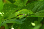 Boomkikker (Hyla arborea) RL BE, Achterhoek