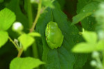 Boomkikker op bramenblad, Achterhoek