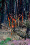 Edelhert tussen bomen met zon, Hoge Veluwe