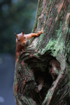Rode eekhoorn (Sciurus vulgaris) , Ermelo