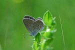 Gentiaanblauwtje (Phengaris alcon) RL BE, Speuld