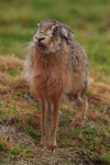 Europese haas (Lepus europaeus), Arkemheen
